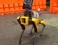 Робот Boston Dynamics Spot помогает определять пациентов с COVID-19